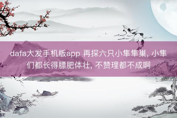 dafa大发手机版app 再探六只小隼隼巢， 小隼们都长得膘肥体壮， 不赞理都不成啊